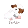 Shih tzu Bruno Mov 8