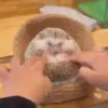 Tender hedgehogs 15