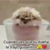 asaanti-decre Cuando ves que tu dueña te trajo gusanitos