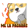 Shiba dog mov. 15