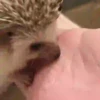 Tender hedgehogs 19