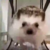 Tender hedgehogs 20