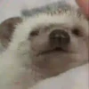 Tender hedgehogs 21