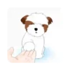 Shih tzu Bruno Mov 11