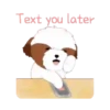 Shih tzu Bruno Mov 12
