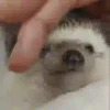Tender hedgehogs 24
