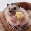 Tender hedgehogs 25