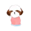 Shih tzu Bruno Mov 13