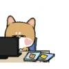 Shiba dog mov. 24