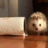 Tender hedgehogs 26
