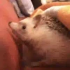 Tender hedgehogs 27
