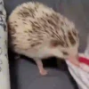 Tender hedgehogs 28