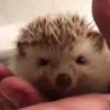 Tender hedgehogs 30