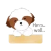 Shih tzu Bruno Mov 19