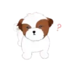 Shih tzu Bruno Mov 20