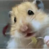 Hamsters 5
