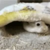 Hamsters 6