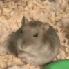 Hamsters 7