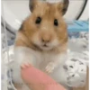 Hamsters 8