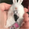 Hamsters 9
