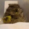 Animalitos .MOVI 10