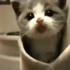 Котята 10