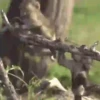 Animalitos .MOVI 13