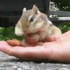 Animalitos .MOVI 15