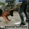 Animales Simpáticos MOV. 8