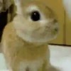 Animalitos .MOVI 16