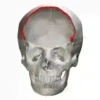 Skulls and bones 💀🦴 + 2 10