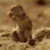 Animalitos .MOVI 17