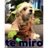 Animales Simpáticos MOV. 10