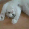 Animalitos .MOVI 18