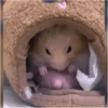 Hamsters 12