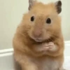 Hamsters 13