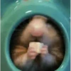 Hamsters 14