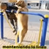 Animales Simpáticos MOV. 14