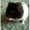 Animalitos .MOVI 19