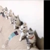 Animales Simpáticos MOV. 16