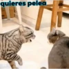 Animales Simpáticos MOV. 18