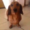 Animalitos .MOVI 20
