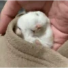 Hamsters 17