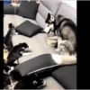 Animales Simpáticos MOV. 20