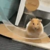 Hamsters 18