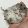 Hamsters 19