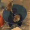 Animalitos .MOVI 24