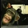 Animalitos .MOVI 25