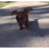 Animalitos .MOVI 26