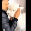 Animales Simpáticos MOV. 22